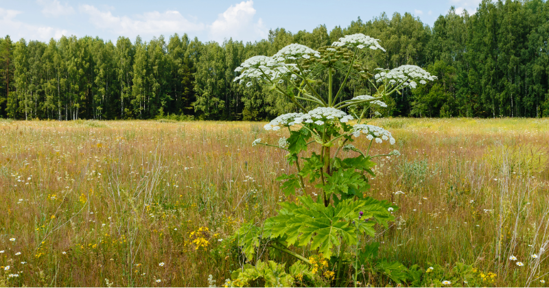 Symbolbild eines Riesenbaerenklau
