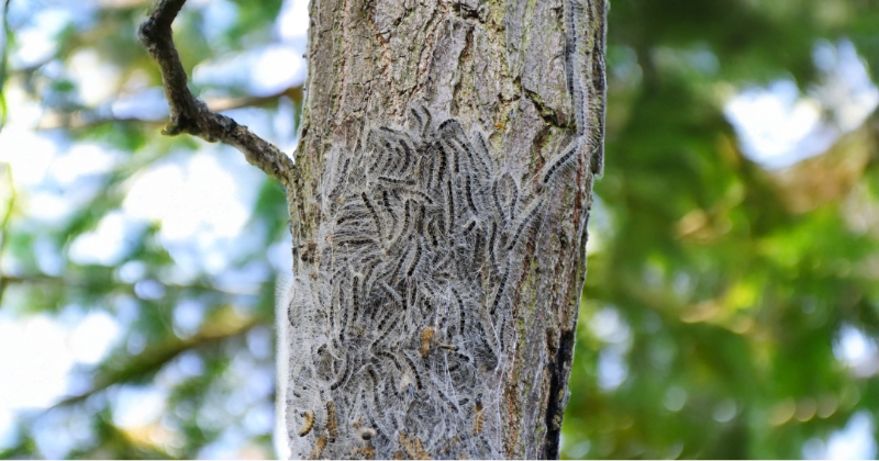 Symbolbild eines Befalls mit dem Eichenprozessionsspinner