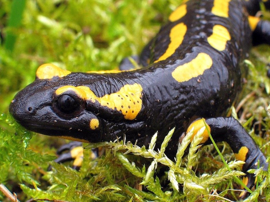 Kreis warnt vor tödlicher Gefahr für heimische Amphibien